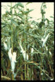 Snow on corn, moisture content still too high.