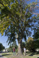 Bob Blanchette (left) and Ben Held (right) looking at Dutch elm disease infected American elm that has been marked to remove in St. Paul, Minnesota.