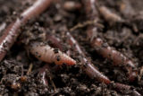 Earth worms. Earth worms.