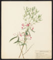 Kalmia angustifolia, L.