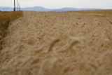Wheat harvest, early September, east-central Montana, near U.S. Hwy. 87, between Circle and Grass Range.