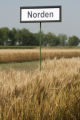 Norden' wheat.