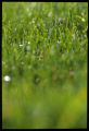 Turf grass
