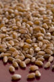 Sabin' wheat