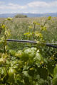 Colorado vineyard growing University of MInnesota grape varieties.