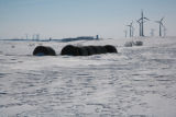 Round hay bales and wind turbines in winter on Buffalo Ridge, Pipestone County, Minnesota.