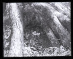 Ruffed Grouse nest and eggs