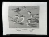 Forster's, Common, Caspian, and Black Terns, illustration, plate 40 in Birds of Minnesota