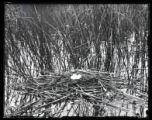Holboells Grebe's nest and eggs