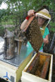 Hygenic' bee research at the University of Minnesota.