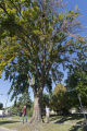 Bob Blanchette (left) and Ben Held (right) looking at Dutch elm disease infected American elm that has been marked to remove in St. Paul, Minnesota.