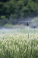 St. Paul Campus wheat scab disease (fusarium head blight) test plots with misting system, late June, 2010.