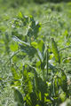Sweet, green pea research by Vince Fritz, Department of Horticultural Science.