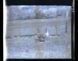Goose, flock of H.J. Jaeger