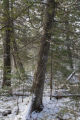 Old white cedar trees and balsam fir understory near the North Shore of Lake Superior.