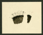 Cynodontium