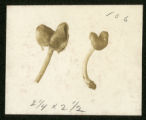 Helvella elastica