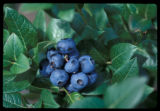 Chippewa' blueberry, Minnesota 393