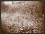 Caltha palustris