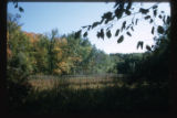 Tusler Bog, Hardscrabble Point, Lake Minnetonka, Minnesota