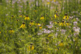 Alternative crops and plants in Midwest cropping systems.