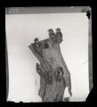 Downy Woodpecker, six juveniles on stump