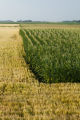 Corn tasseling and wheat field, SIbley County, Minnesota.