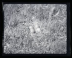 Godwit nest and eggs