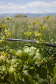 Colorado vineyard growing University of MInnesota grape varieties.