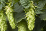 Hops research at the Southern Research and Outreach Center, Waseca.