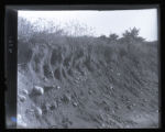 Background, Bank Swallows nest