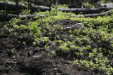 Burned forest a year after July, 2006, Cavity Lake Fire.