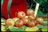 Chestnut crabapple. released in 1949