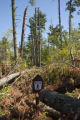 Blow down of old red and white pines on the Chippewa National Forest, Minnesota, in July, 2012.