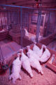 Balance of blue and red lighting to induce broodiness, turkey egg laying, in University of MInnesota research at the Rosemount Research and Outreach Center.