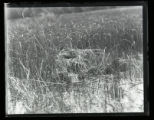 King Rail on nest
