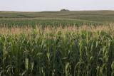 Corn, Rice County, Minnesota.