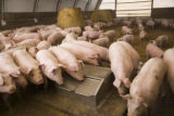 Alternative swine production research at West Central Research and Outreach Center, Morris.