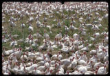Free range turkeys outside, turkey farm near Roseau, Minnesota.