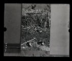 Drainage, dead sandpipers in Buena Vista, California, image of a mounted print photograph