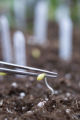 Polyantha rose breeding.