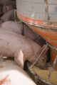 Alternative swine production research at West Central Research and Outreach Center, Morris.