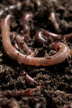 Earth worms. Earth worms.