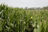 Corn rootworm susceptibility in some lines of BT corn.