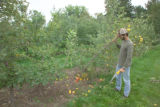 Apple breeding at the University of Minnesota.