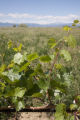 Colorado vineyard growing University of MInnesota grape varieties.