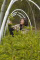 Carrie Pike with spruce subjected to different levels of early spring warming to simulate climate change and its effect on growth.