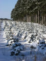 Balsam fir covered with snow at Christmas tree farm, Anoka County, Minnesota.