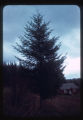Same tree as #18, Leeward side
