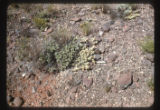 Opuntia cactus
